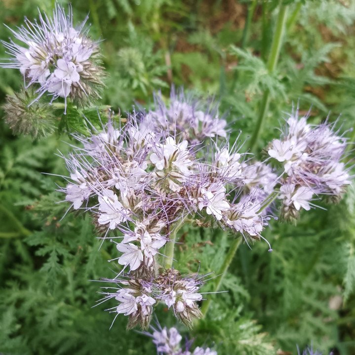 Phacélie à feuilles de tanaisie, Phacelia tanacetifolia image